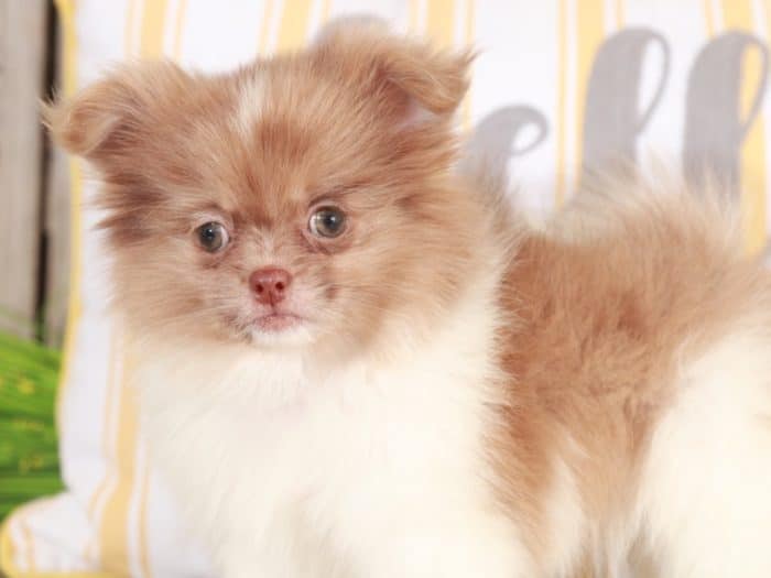 Piglet - Perfect Little Peek A Pom - Image 5
