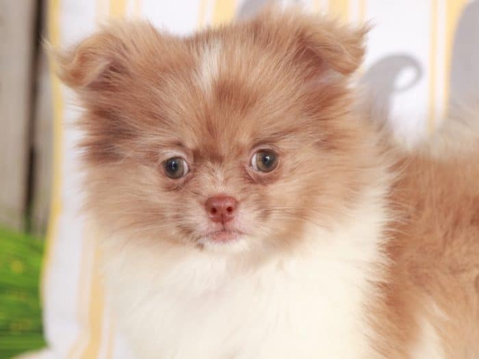 Piglet - Perfect Little Peek A Pom - Image 4
