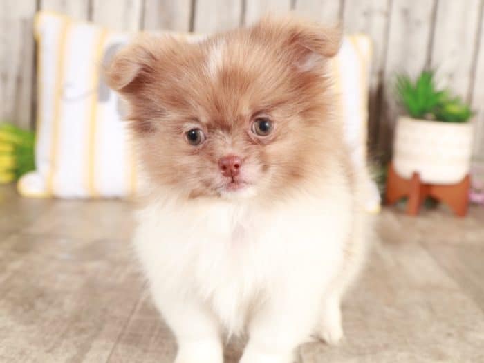 Piglet - Perfect Little Peek A Pom - Image 3