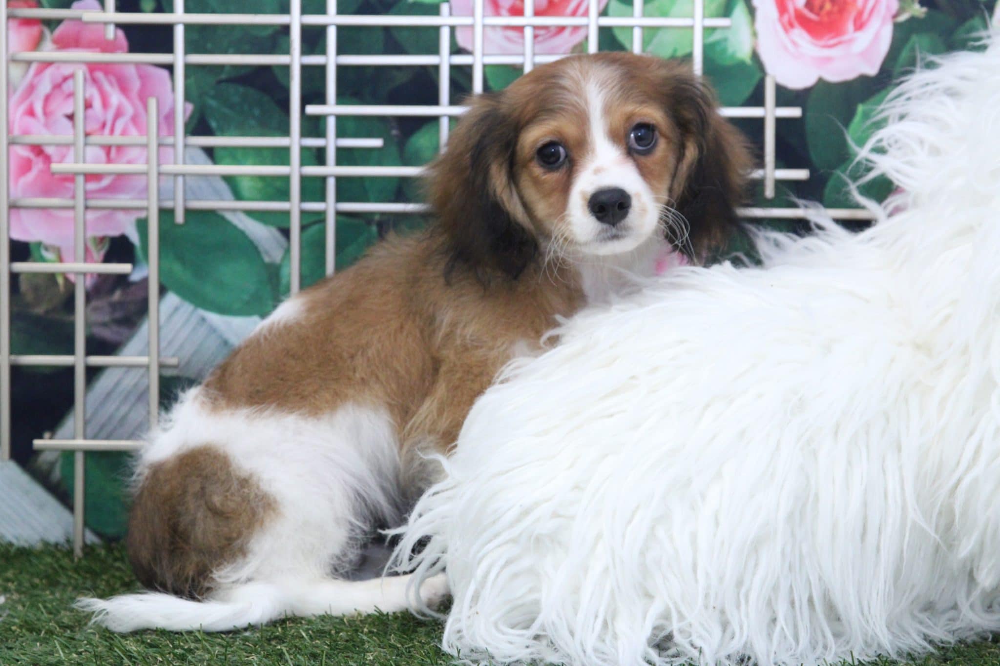 Pilot - Perfect Male Tri Cava-Poochon Puppy