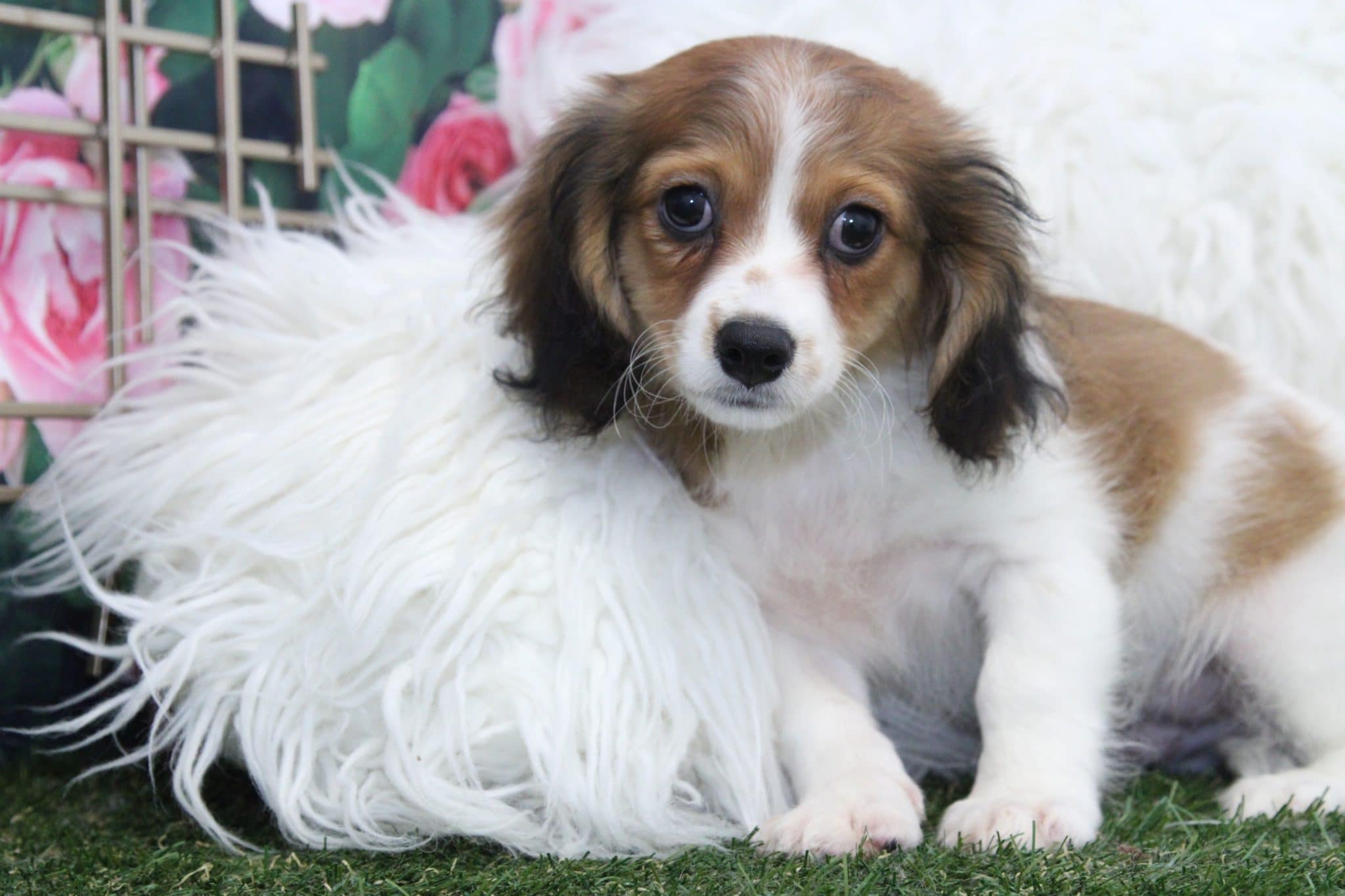 Pilot - Perfect Male Tri Cava-Poochon Puppy - Image 3