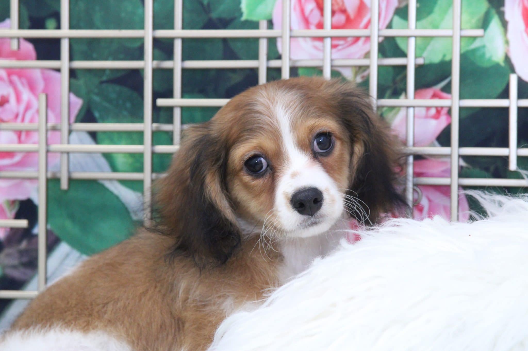 Pilot - Perfect Male Tri Cava-Poochon Puppy - Image 4