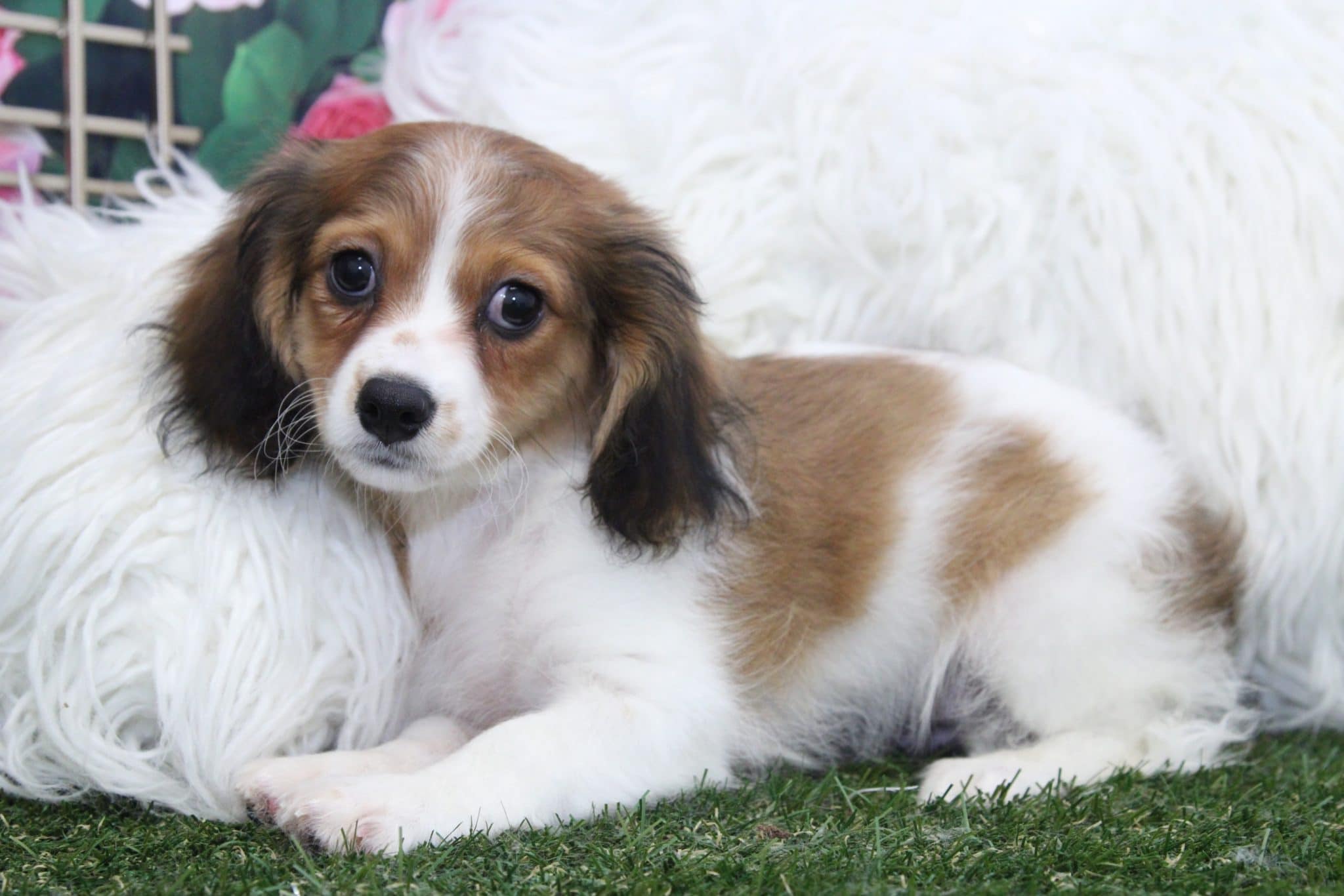 Pilot - Perfect Male Tri Cava-Poochon Puppy - Image 5