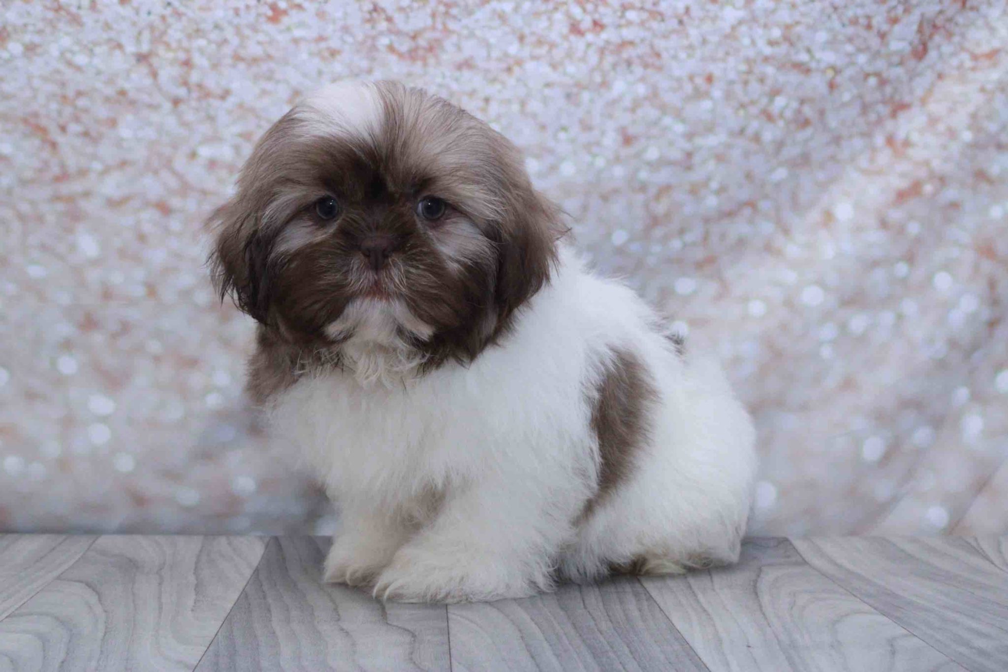 Pine- Stunning Male Shih Tzu Puppy - Image 3