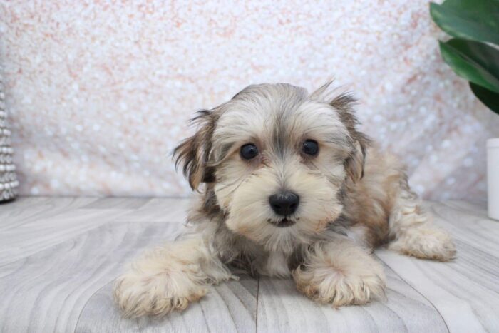 Pine - Friendly Male Morkie Puppy