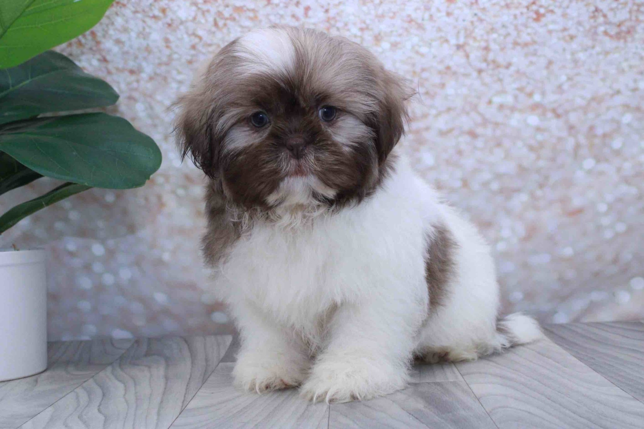 Pine- Stunning Male Shih Tzu Puppy