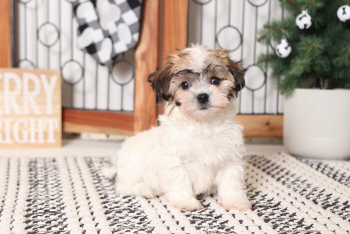 Pine- Clever Little Brown/White Teddy Bear Puppy