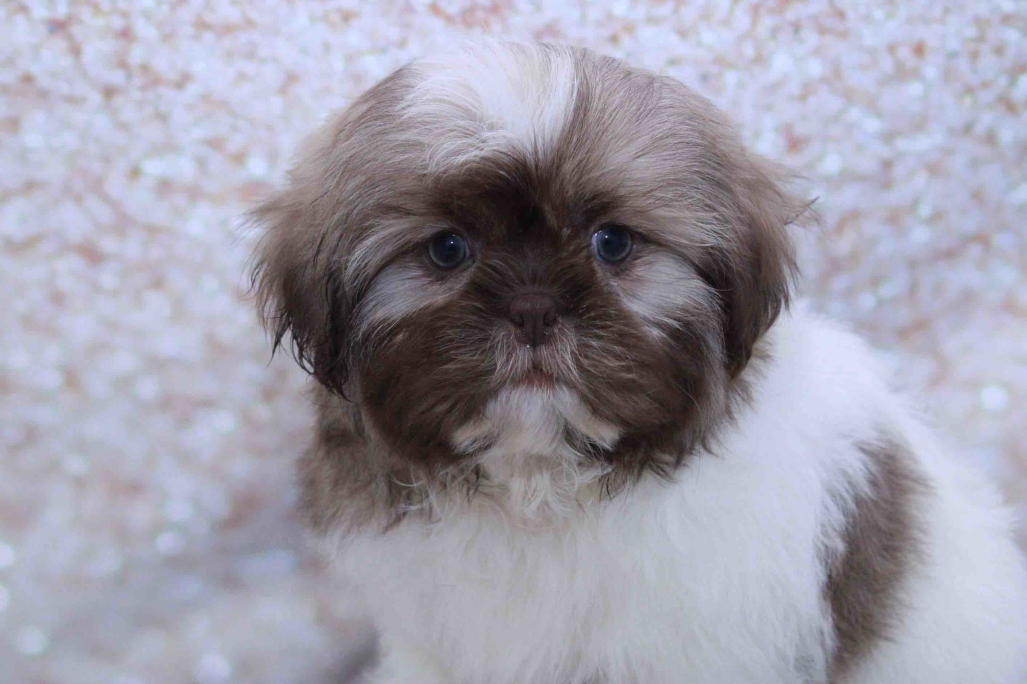 Pine- Stunning Male Shih Tzu Puppy - Image 2