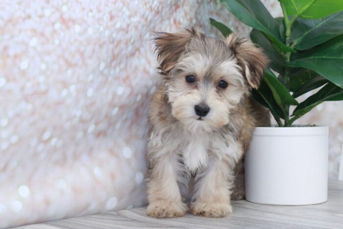 Pine - Friendly Male Morkie Puppy - Image 2