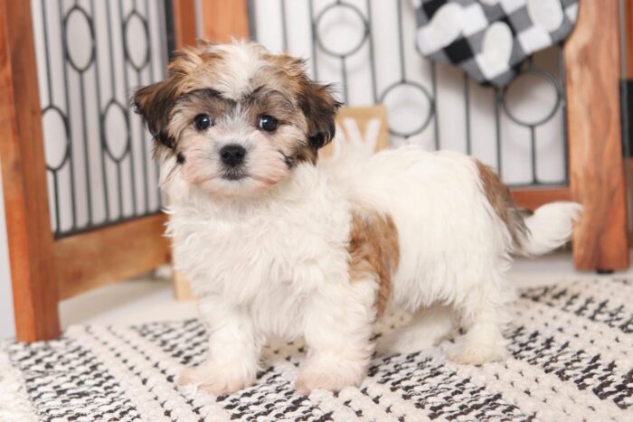 Pine- Clever Little Brown/White Teddy Bear Puppy - Image 3