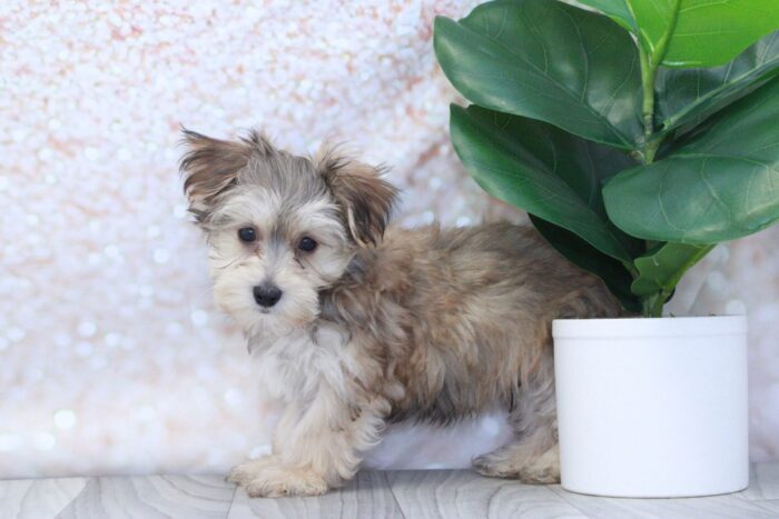 Pine - Friendly Male Morkie Puppy - Image 3