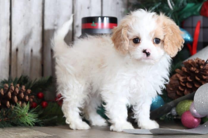 Pixie - Loving Cavapoo
