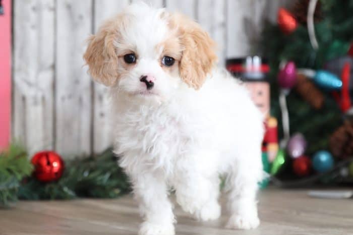 Pixie - Loving Cavapoo - Image 2