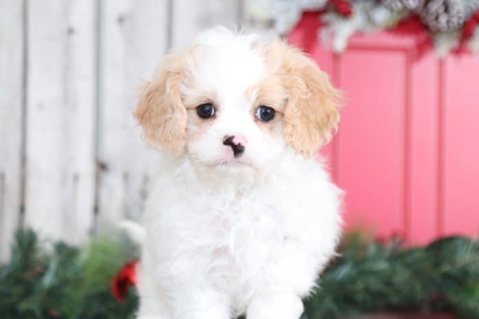 Pixie - Loving Cavapoo - Image 4