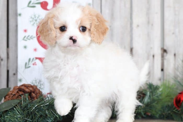 Pixie - Loving Cavapoo - Image 3