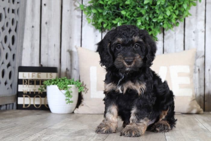 Pongo - Super Cool Cockapoo