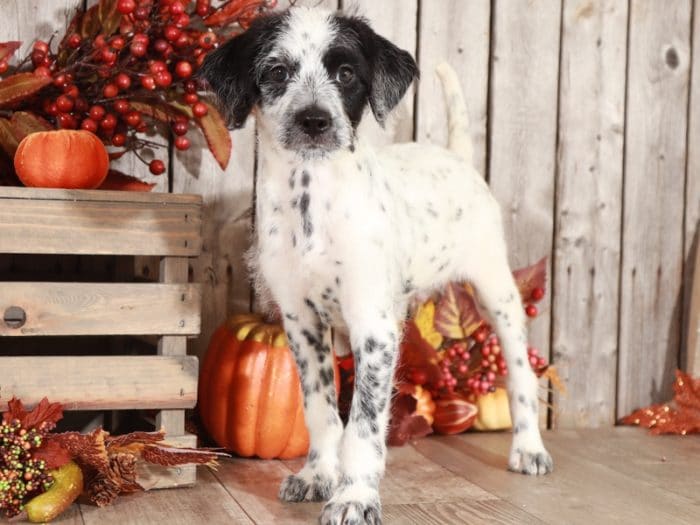Pongo - Super Cool Mini Dalmadoodle - Image 6