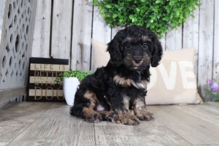 Pongo - Super Cool Cockapoo - Image 3