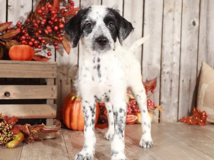Pongo - Super Cool Mini Dalmadoodle