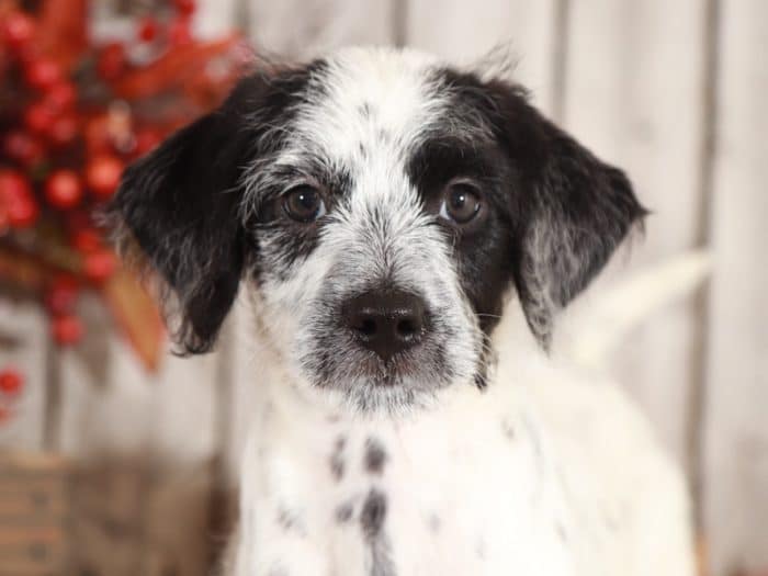 Pongo - Super Cool Mini Dalmadoodle - Image 4