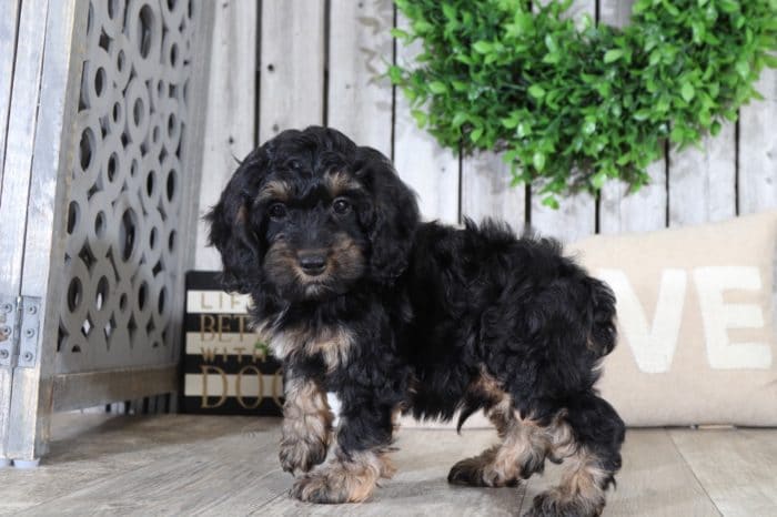 Pongo - Super Cool Cockapoo - Image 4