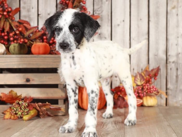 Pongo - Super Cool Mini Dalmadoodle - Image 3