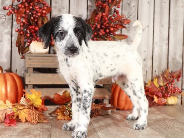 Pongo - Super Cool Mini Dalmadoodle - Image 2