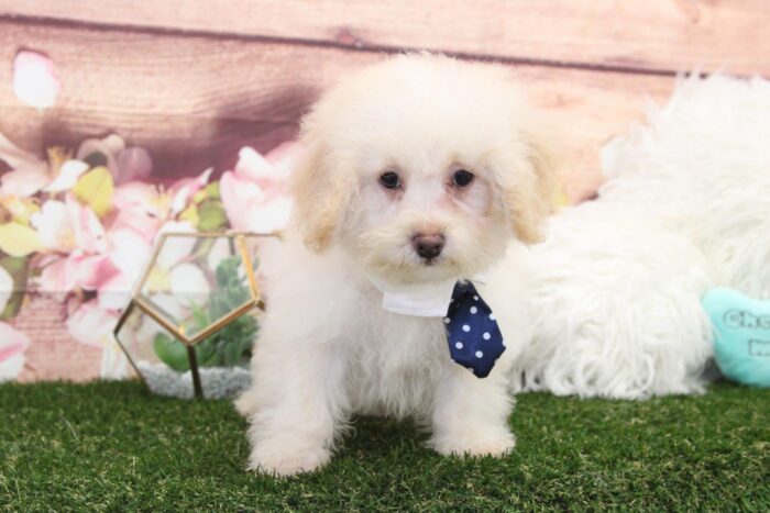 Pooh - Gorgeous Apricot Male TOY Poodle Puppy - Image 2