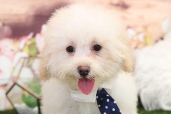 Pooh - Gorgeous Apricot Male TOY Poodle Puppy - Image 3