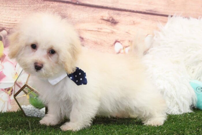 Pooh - Gorgeous Apricot Male TOY Poodle Puppy - Image 4