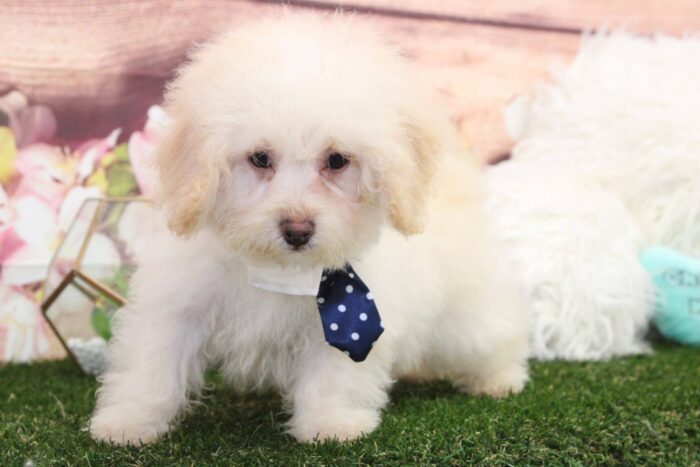 Pooh - Gorgeous Apricot Male TOY Poodle Puppy
