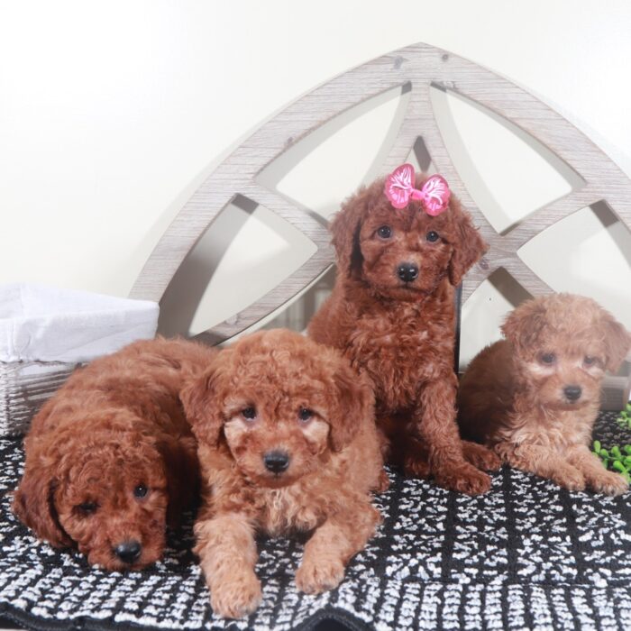 Thor- Stunning Red F1B Male Mini Goldendoodle Puppy - Image 2