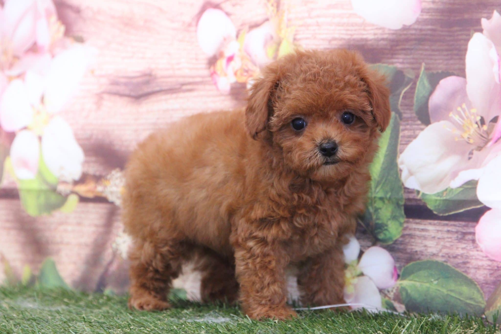 Poppy - Lovable Female Cava-Poo Puppy