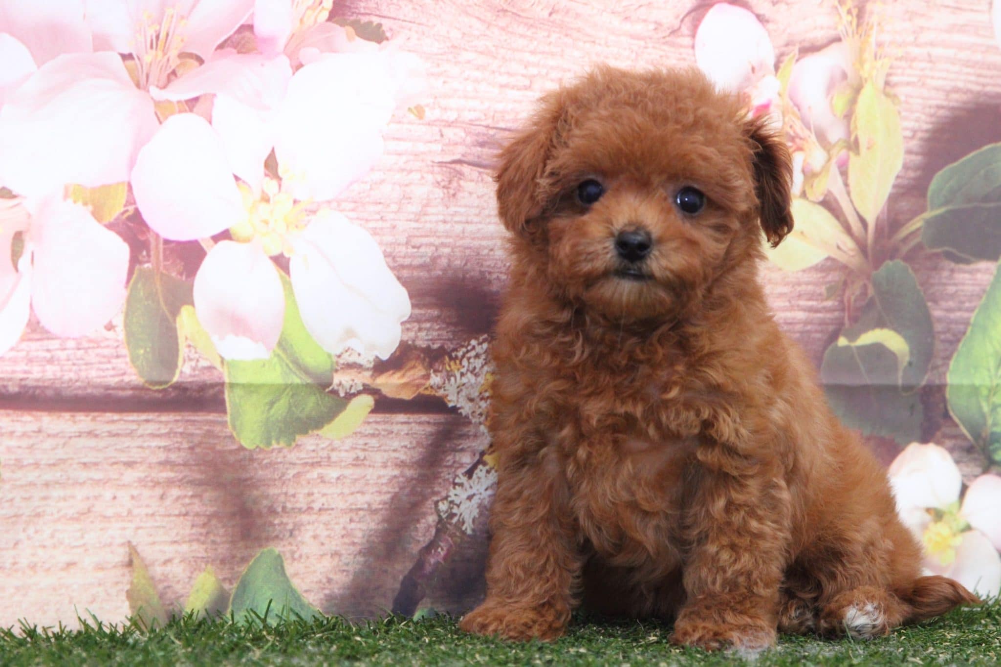 Poppy - Lovable Female Cava-Poo Puppy - Image 4