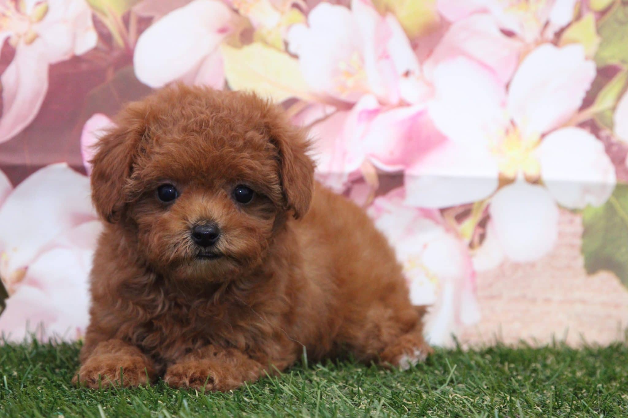 Poppy - Lovable Female Cava-Poo Puppy - Image 5