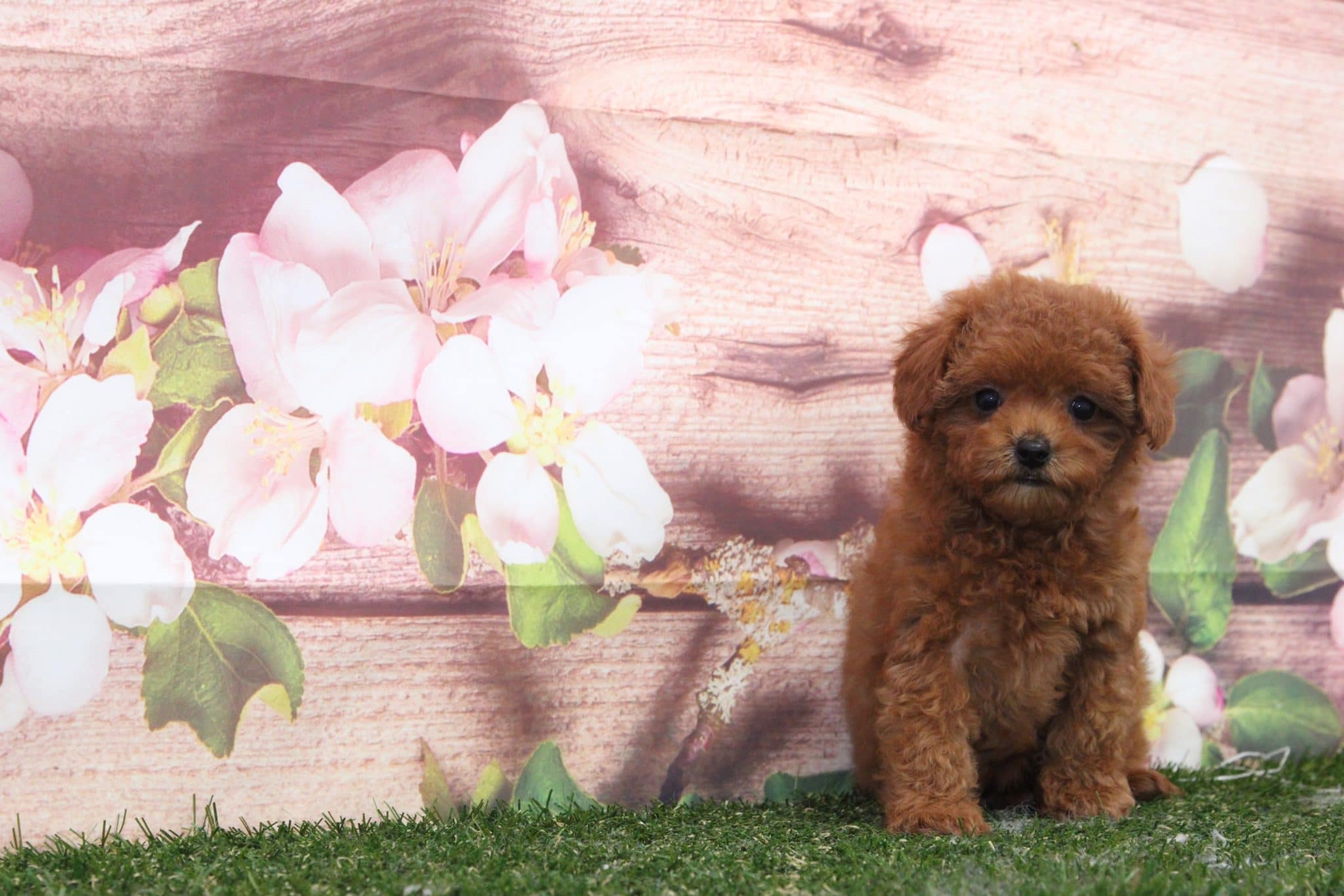 Poppy - Lovable Female Cava-Poo Puppy - Image 6