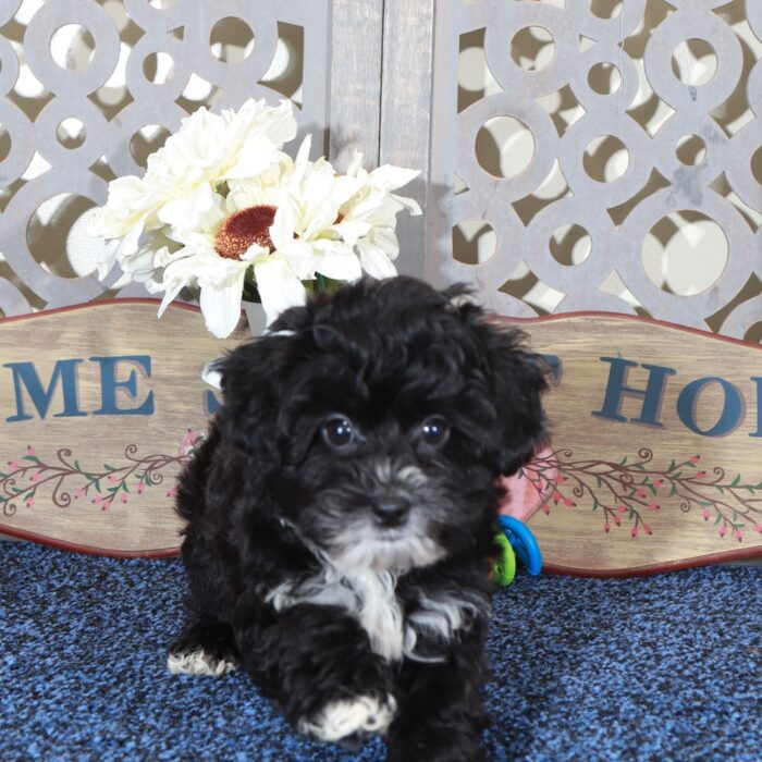 Princess Gorgeous Yorkie-Poo Puppy