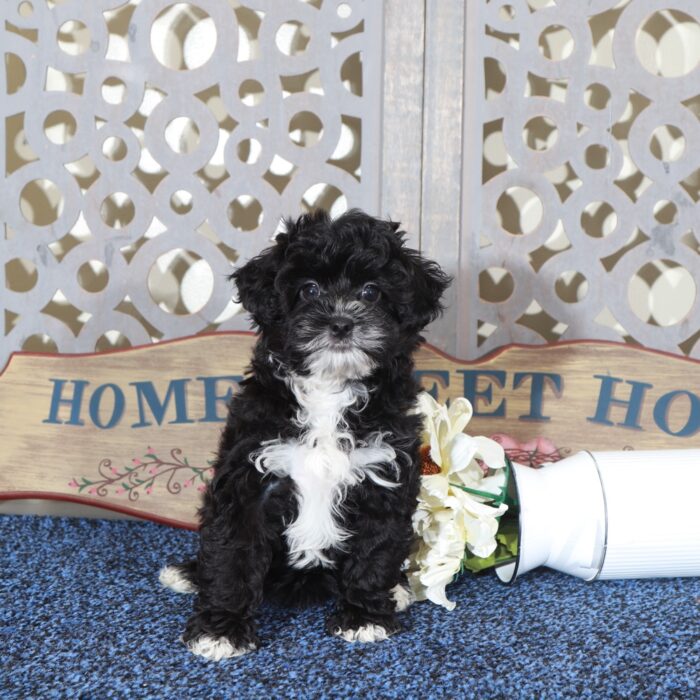 Princess Gorgeous Yorkie-Poo Puppy - Image 3