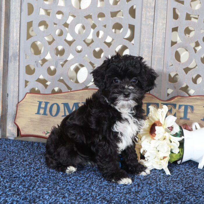 Princess Gorgeous Yorkie-Poo Puppy - Image 4