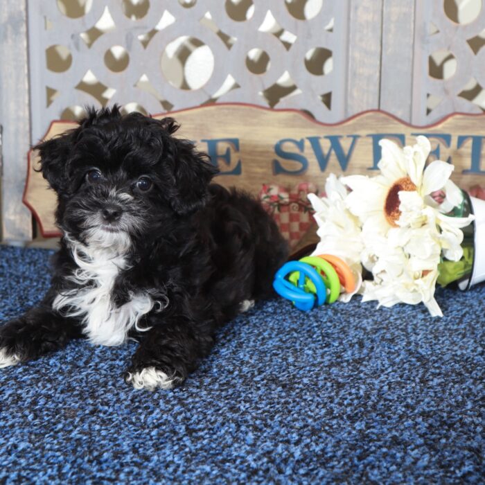 Princess Gorgeous Yorkie-Poo Puppy - Image 5