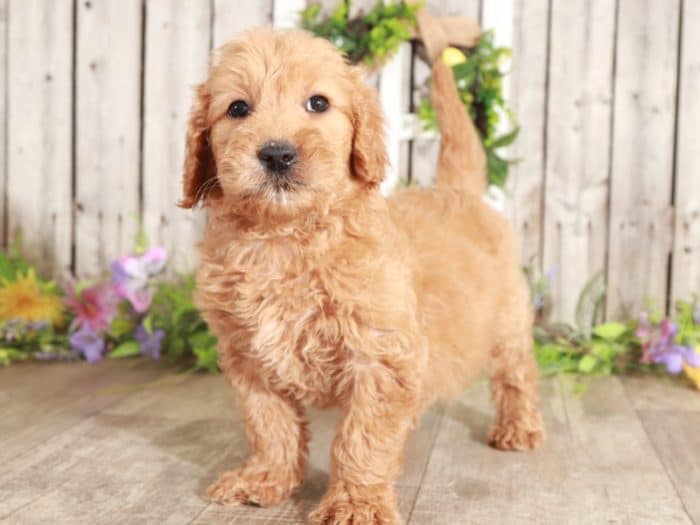 Priscilla - Precious Golden Doodle
