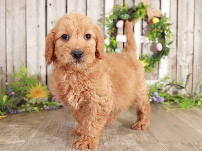 Priscilla - Precious Golden Doodle - Image 3