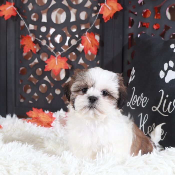 Pumpkin-Gorgeous Female Shih-Tzu Puppy