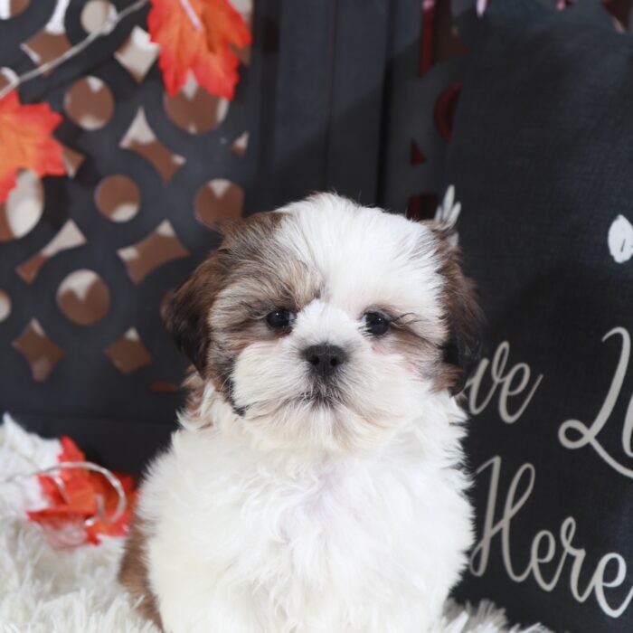 Pumpkin-Gorgeous Female Shih-Tzu Puppy - Image 3
