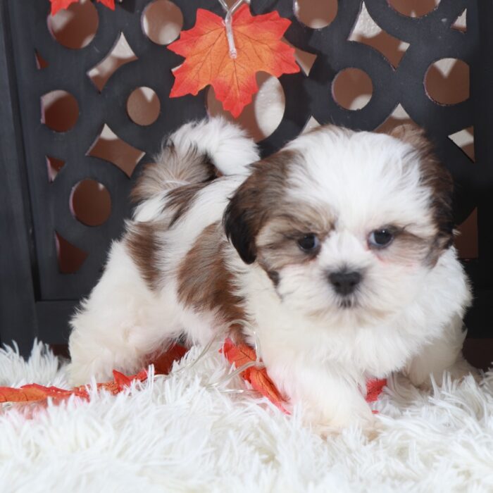 Pumpkin-Gorgeous Female Shih-Tzu Puppy - Image 4