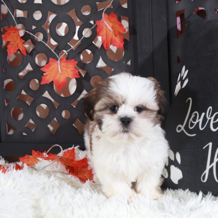 Pumpkin-Gorgeous Female Shih-Tzu Puppy - Image 5