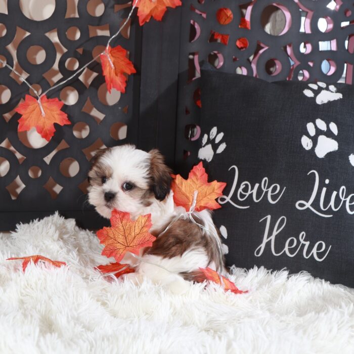 Pumpkin-Gorgeous Female Shih-Tzu Puppy - Image 6