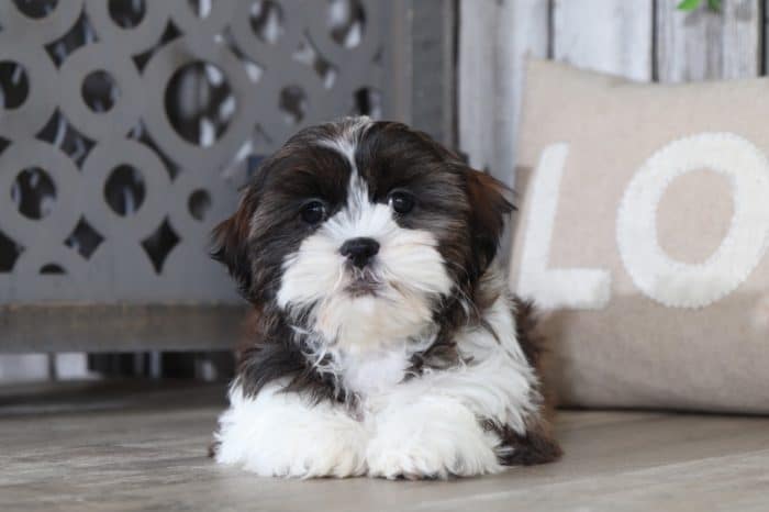 Purdy - Pretty Cava-tzu