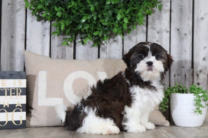 Purdy - Pretty Cava-tzu - Image 2