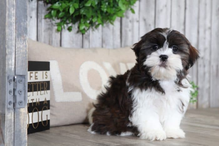 Purdy - Pretty Cava-tzu - Image 3